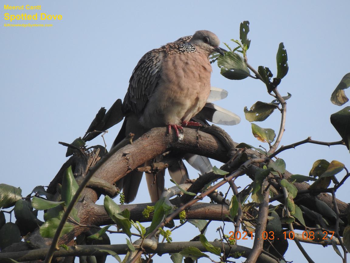 Dove Spotted (117) Coming Soon